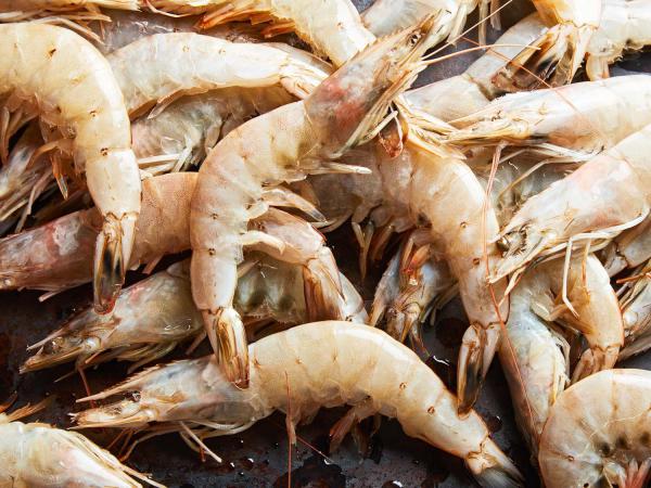 Farmed Shrimp Healthy Bulk Price for Traders 