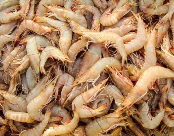 Farmed Shrimp In Canada Selling Market