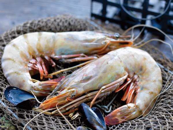 Wild Shrimp Uk Manufacturing Process	