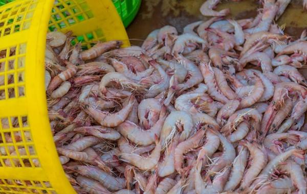 Farmed Shrimp Buying Tips	