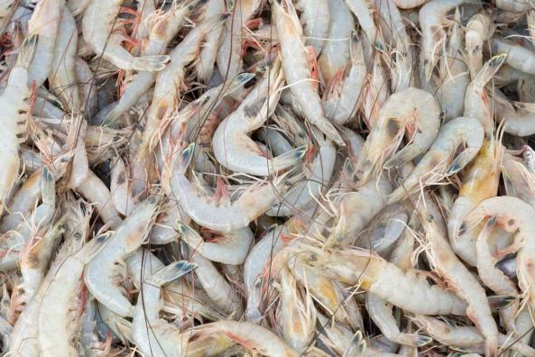 Best Safe Farmed Shrimp Exporters			
