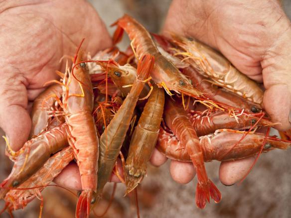 Highest quality dried shrimp Global production