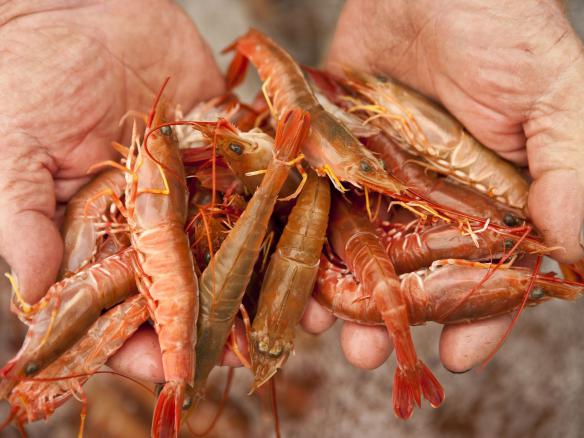 Farmed Shrimp Healthy Producers