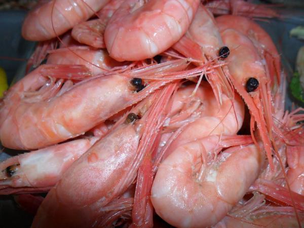 Cheap Sea Shrimps for Sale