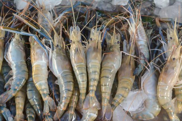Shrimp King Iran Supplies Companies