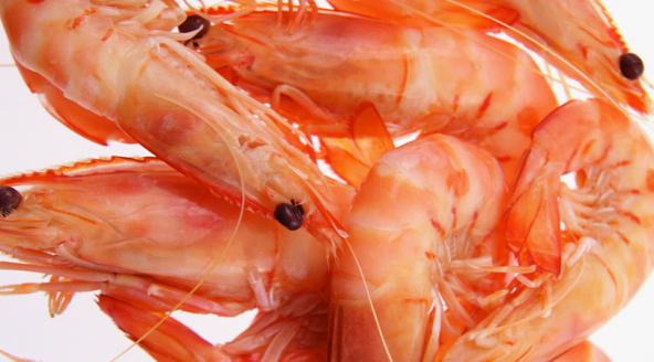 Wild Pink Shrimp Production costs			