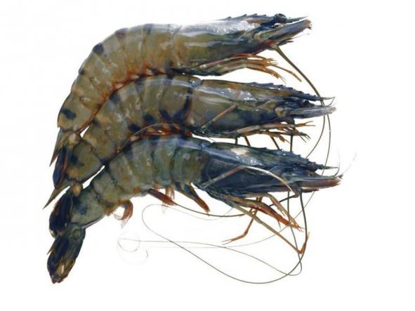 Wild Tiger Shrimp Quality Identification			