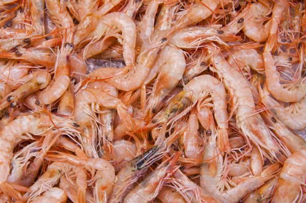 Farmed Shrimp Properties	