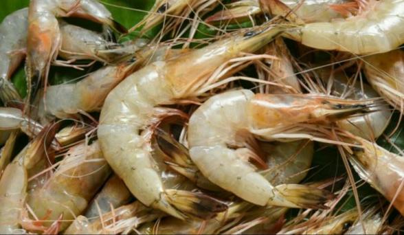 Farmed Shrimp Thailand Buy and Sales in the Market		