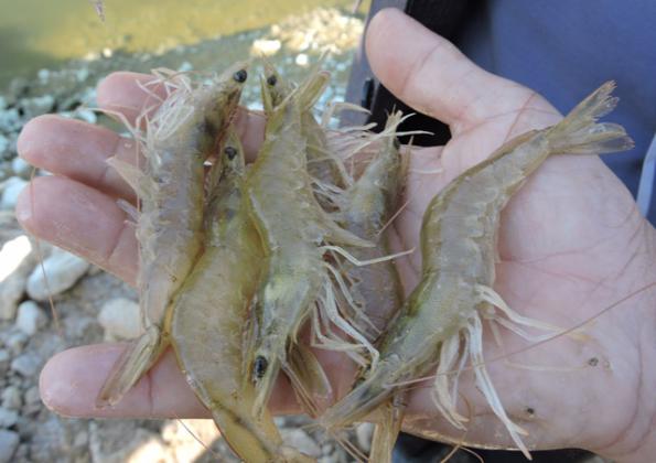 Which Vannamei Shrimp Types are Popular?