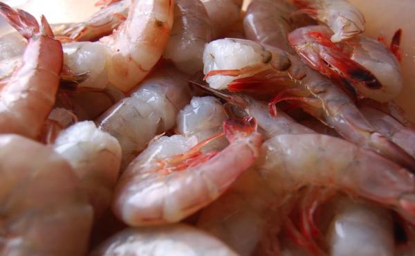 Wild Domestic Shrimp Wholesale Purchasing Benefits