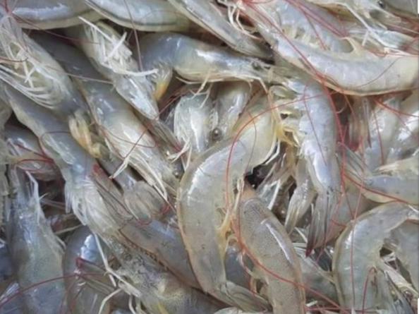 Latest Vannamei Shrimp Wholesale Price List			