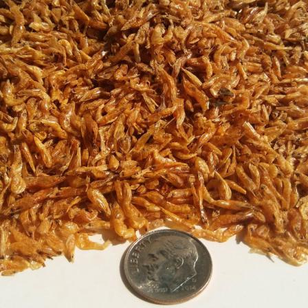 Freeze Dried Red Shrimp Importing Countries	