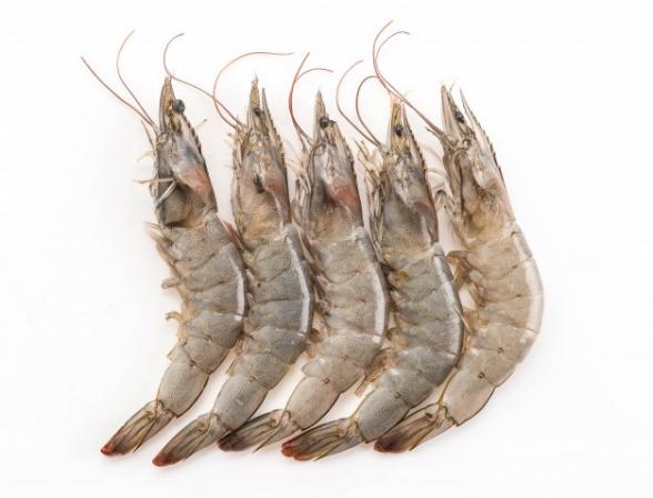 King Jumbo Shrimp Producers in the world			
