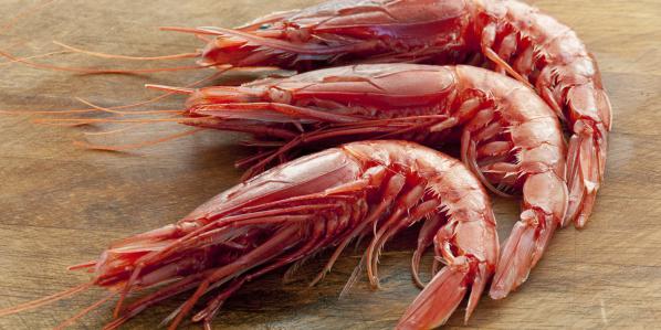 Wild Red Shrimp Factories	