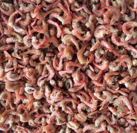 Freeze Dried Red Shrimp International Companies			