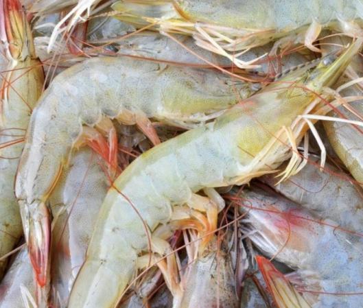 Vannamei Shrimp Wholesale Price