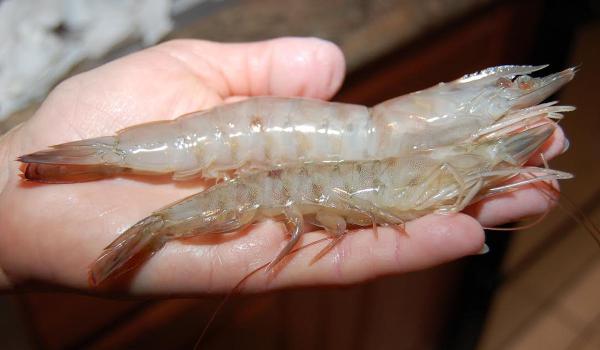 Distributing whiteleg shrimp in bulk