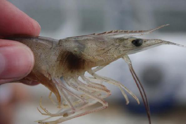 Different Wild Freshwater Shrimp UK Imports