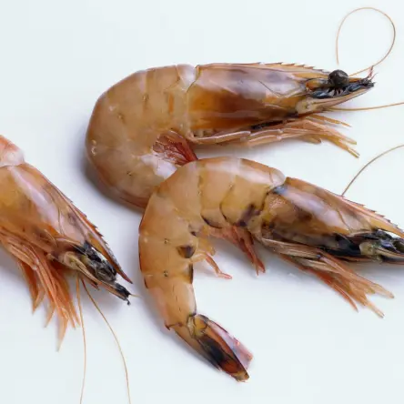 Quality of Wild Shrimp Types