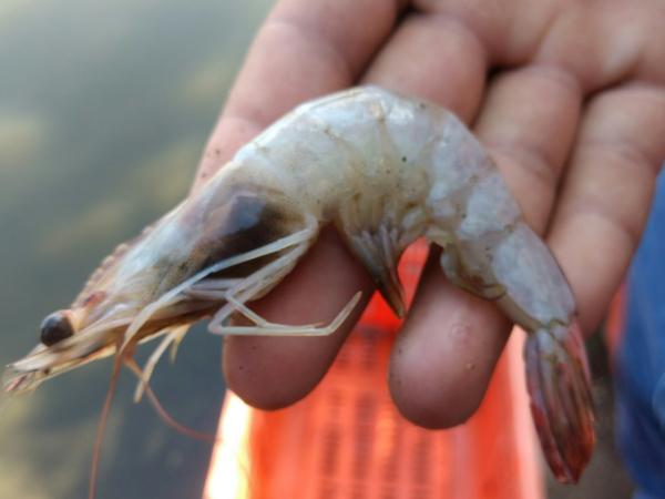 Farmed Whiteleg Shrimp Properties