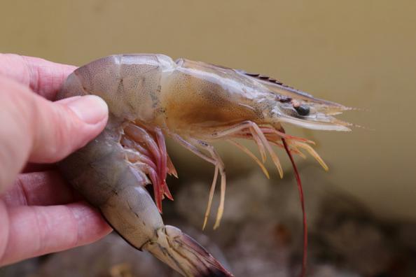 What is the Best Sea Shrimp?	