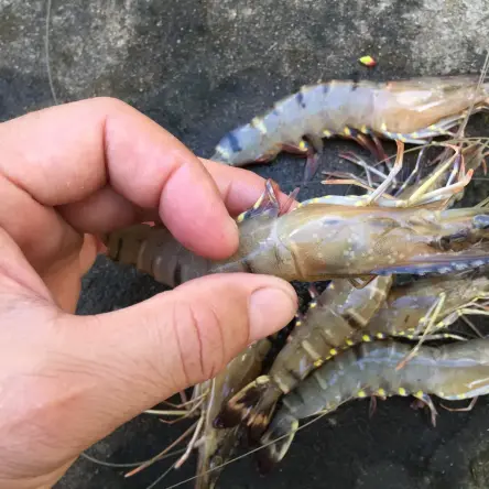 what are different types of vannamei shrimp?