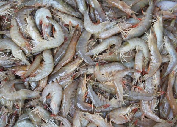 Farmed Shrimp Healthy Types