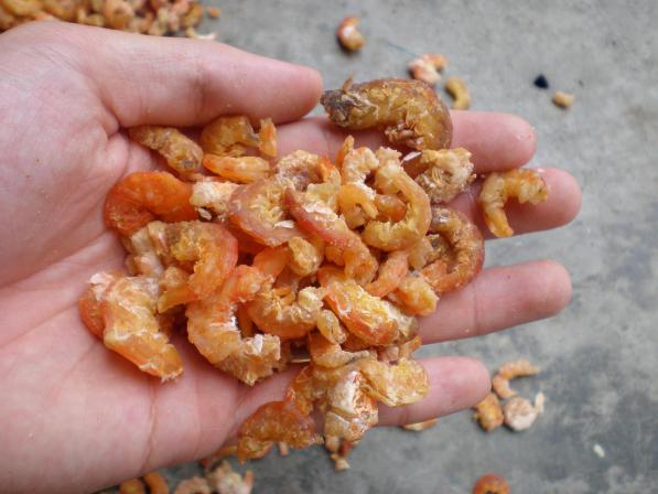 dried shrimp distributors in Asia