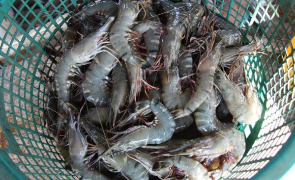 Wild Caught Domestic Shrimp Production