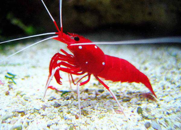 Wild Red Shrimps for Trades	
