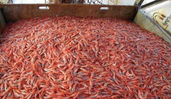 Wild Red Shrimp Costs for Export