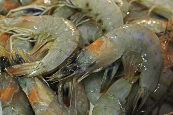 Best Country to Buy Farmed White Shrimp	