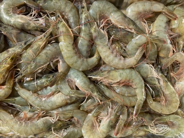 Where to Buy Farmed Whiteleg Shrimp	