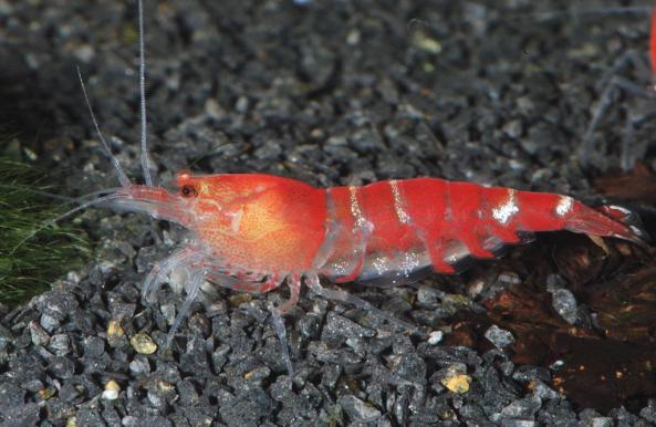 How to Choose Wild Red Shrimp?