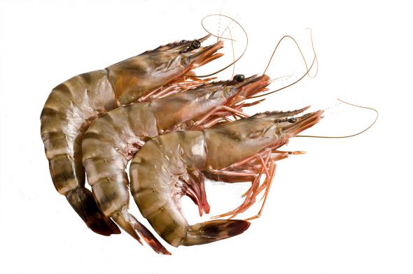 Costless Wild Shrimp Types in the world	