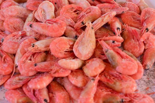 Freeze Dried Brine Shrimp For Sale	