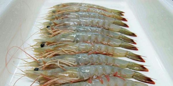 Farmed White Shrimp Buying Market	