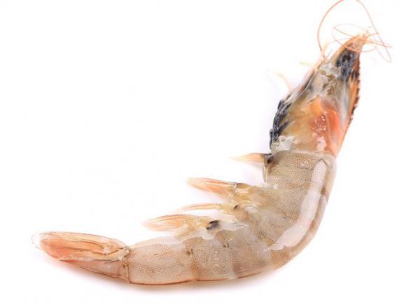 Exporting giant tiger shrimp