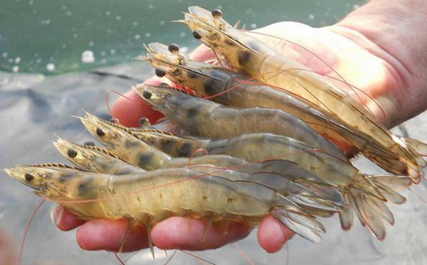 Focal supplier of vannamei shrimp