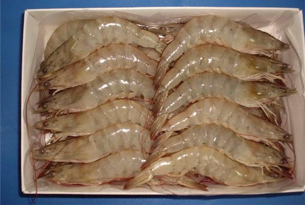 Vannamei shrimp Local Suppliers