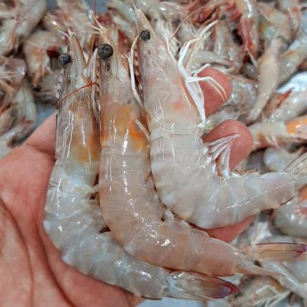 Vannamei shrimp Wholesale price on the marhet