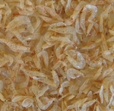 Obvious feature of dried baby shrimp
