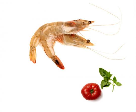 Giant tiger shrimp to export