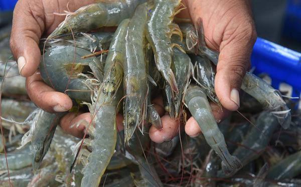Bulk production for vannamei shrimp
