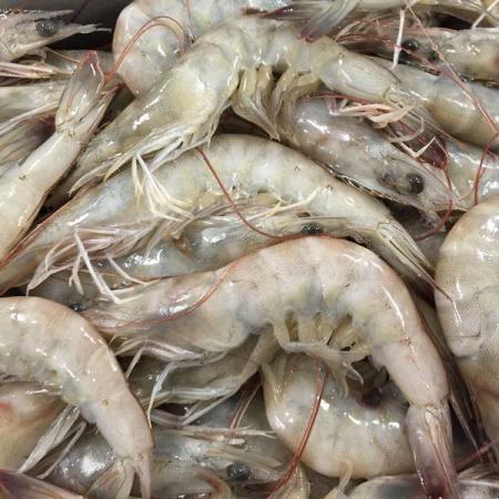 Purchase vannamei shrimp in bulk