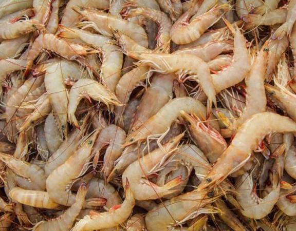 Bulk production of vannamei shrimp