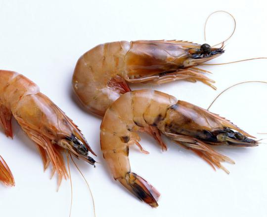 Top grade vannamei shrimp Wholesale Market