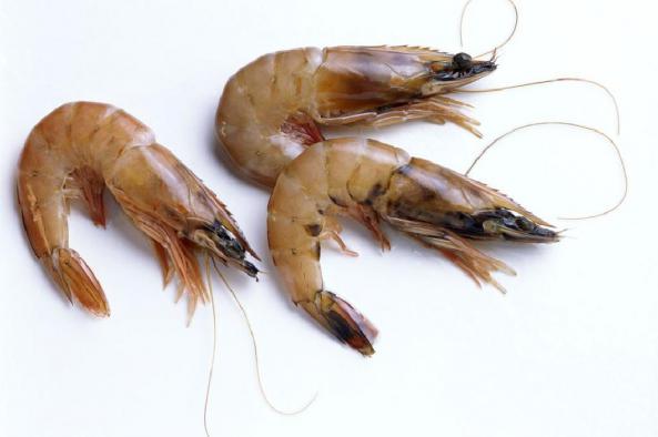 Notable cases about vannamei shrimp