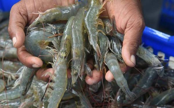 Main exporting countries for vannamei shrimp